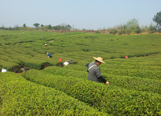 大美明前茶