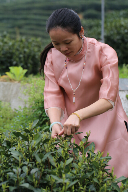 茶中君子龙井茶