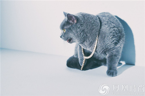 当萌宠遇到高级珠宝 猫咪是否能继续保持高冷