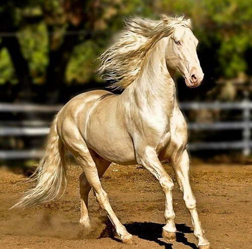 它是全世界最美丽的马 身价高达几千万