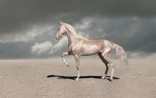 据说库曼斯坦的阿哈尔捷金马是世界上最漂亮的马,全身都是金闪闪的