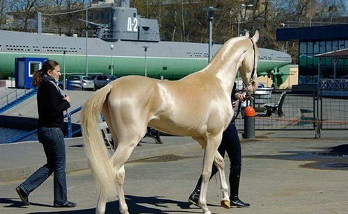 它是全世界最美丽的马 身价高达几千万