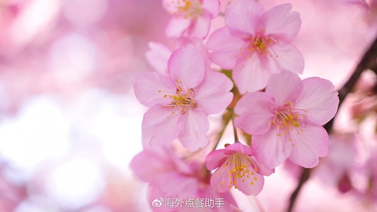 樱花三月去日本 邂逅一场浪漫樱花