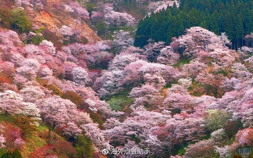 樱花三月去日本 邂逅一场浪漫樱花