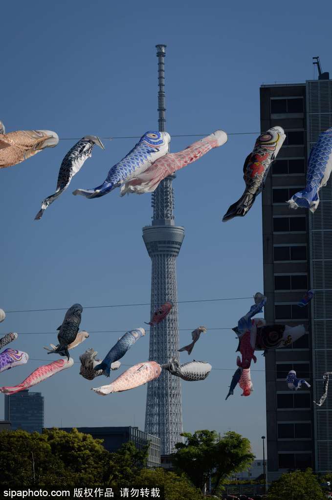 日本东京街头鲤鱼旗飘扬 寄托祝福庆祝男孩节