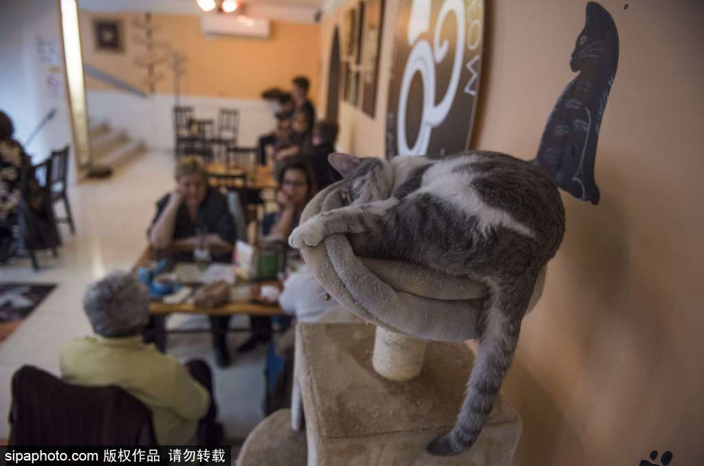 匈牙利布达佩斯猫咪咖啡馆