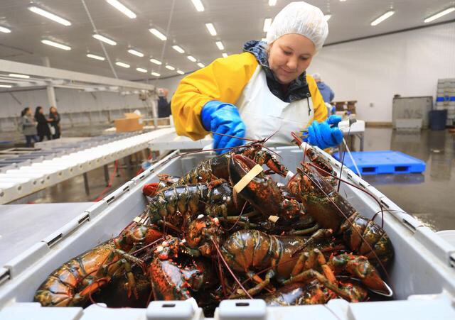 龙虾终结者天猫“大小通吃” 成国内海外优质生鲜首选平台