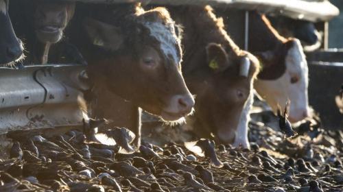 外媒：饲养“干净”的肉牛或能减缓全球气候变暖