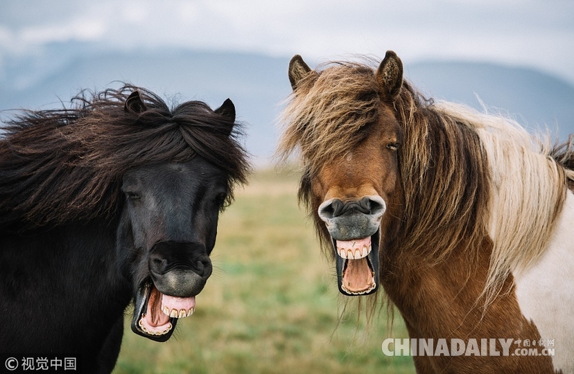冰岛：见过马吃草没见过马大笑 两匹马同步爆笑牙龈抢戏