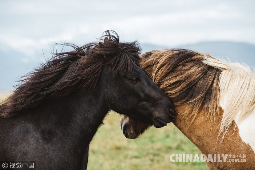 冰岛：见过马吃草没见过马大笑 两匹马同步爆笑牙龈抢戏