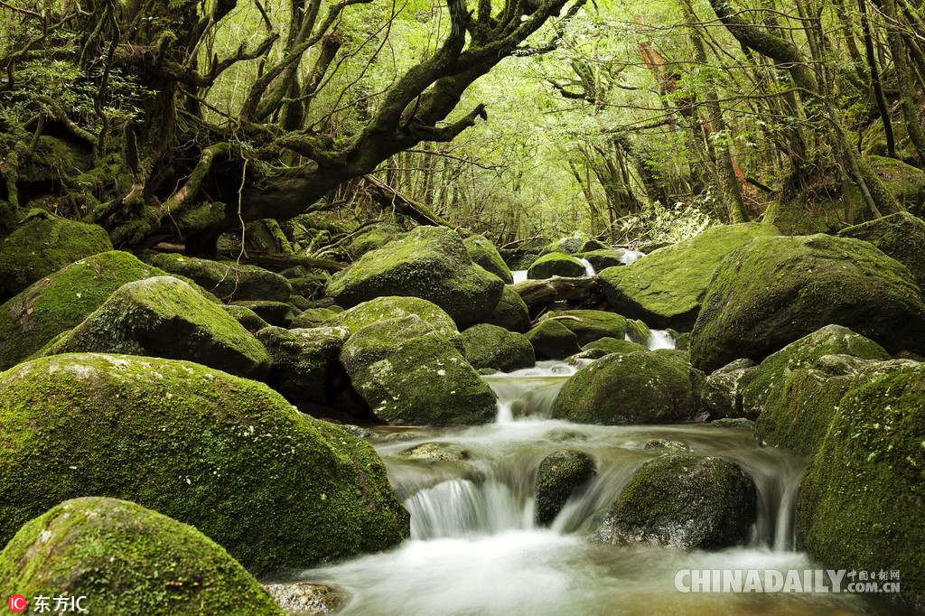 电影《一出好戏》荒岛取景地日本屋久岛 堪比宫崎骏魔法森林！