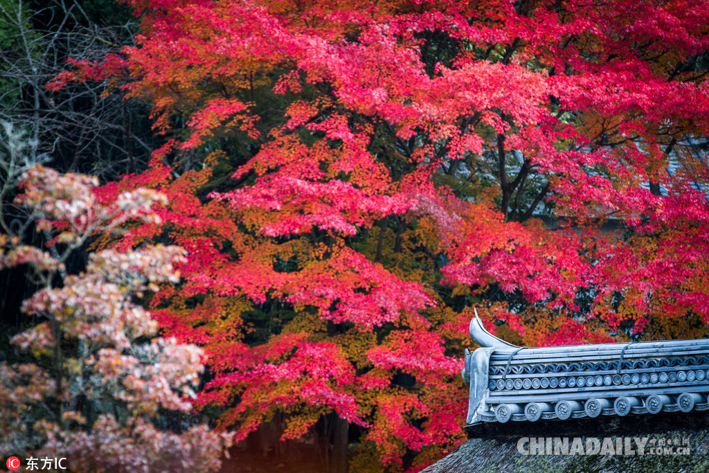 国庆假期去日本赴一场秋天的约会