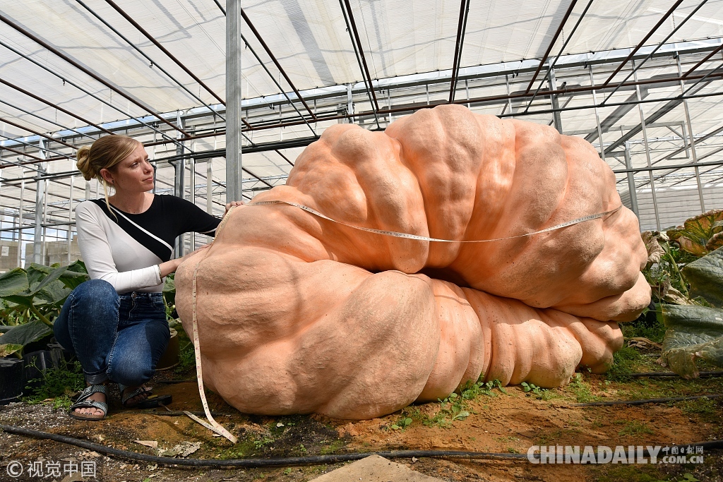 英国兄弟俩种植超级南瓜“怪兽” 重量超1吨冲击世界纪录