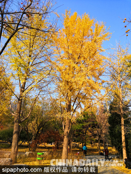 北京香山公园美景正当时