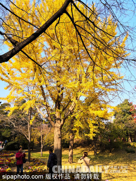 北京香山公园美景正当时