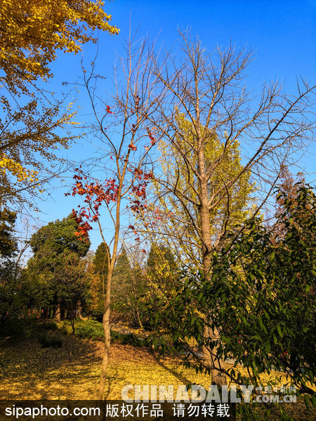 北京香山公园美景正当时