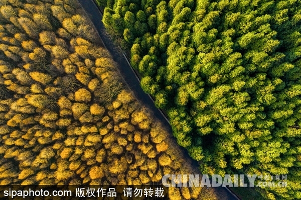 重庆森林公园一半春色一半秋超震撼