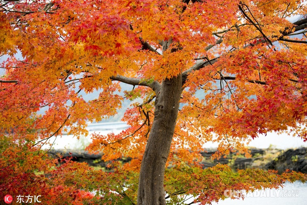 日本河口湖红叶进入最佳观赏期 瑰丽枫叶绽放金秋