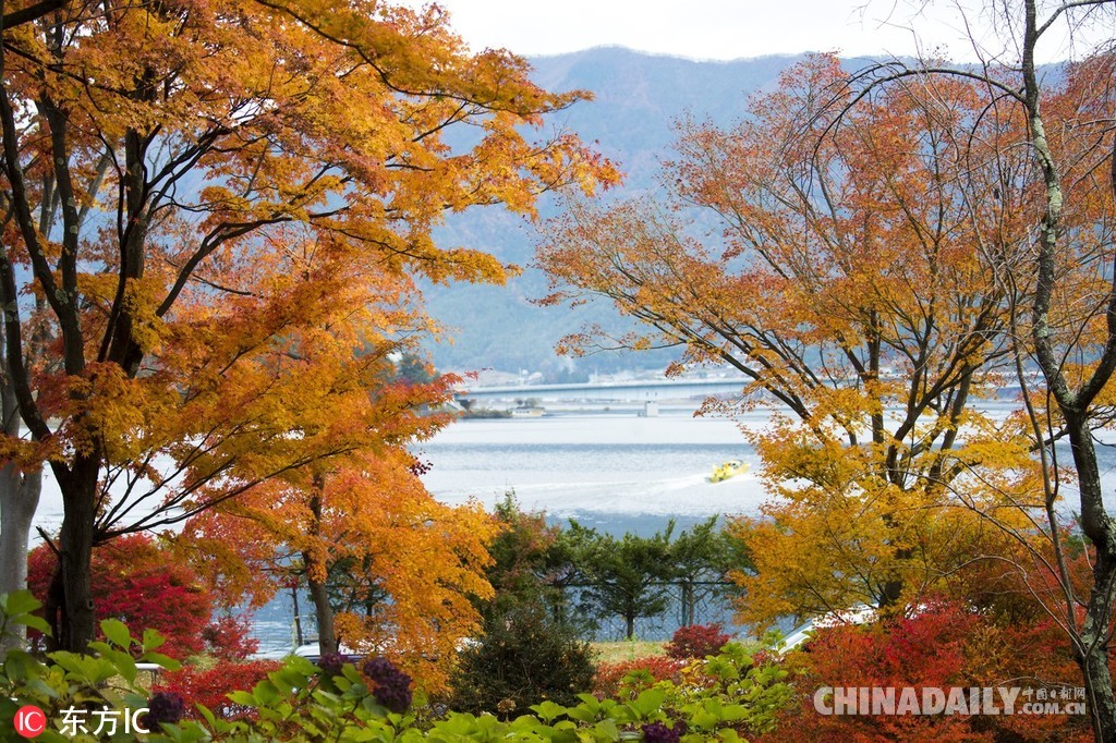日本河口湖红叶进入最佳观赏期 瑰丽枫叶绽放金秋