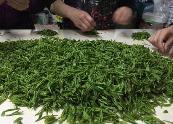 大美明前茶
