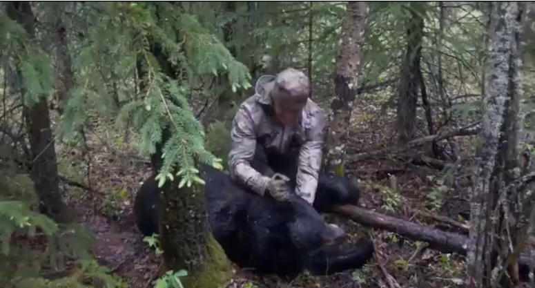 男子用自制长矛残忍刺杀黑熊 拍视频炫耀激怒
